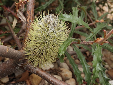 APII jpeg image of Banksia canei  © contact APII