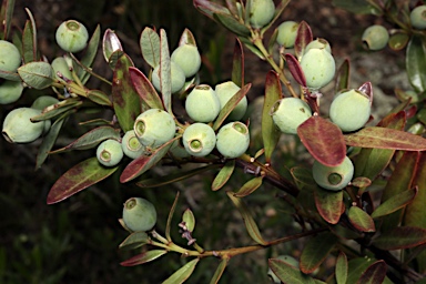 APII jpeg image of Santalum obtusifolium  © contact APII