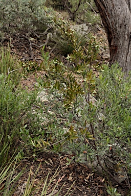 APII jpeg image of Santalum obtusifolium  © contact APII