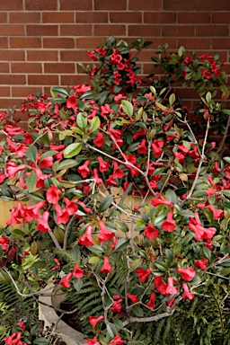 APII jpeg image of Rhododendron viriosum  © contact APII