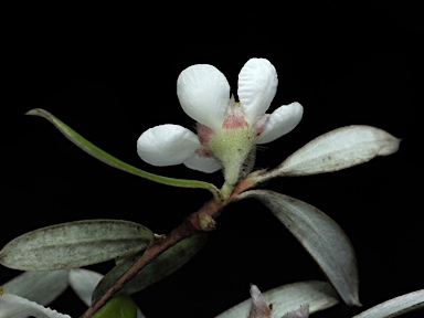 APII jpeg image of Leptospermum deuense  © contact APII