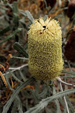 APII jpeg image of Banksia pilostylis  © contact APII