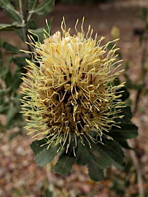 APII jpeg image of Banksia sceptrum  © contact APII