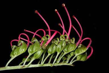 APII jpeg image of Grevillea goodii  © contact APII