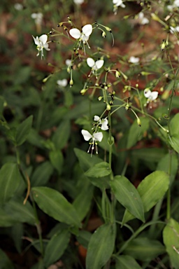 APII jpeg image of Aneilema acuminatum  © contact APII