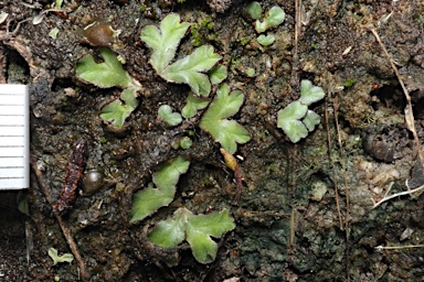 APII jpeg image of Riccia rubrispora  © contact APII