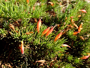 APII jpeg image of Eremophila subteretifolia  © contact APII