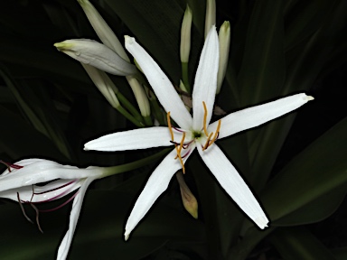 APII jpeg image of Crinum pedunculatum  © contact APII