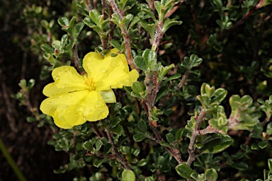 APII jpeg image of Hibbertia monogyna  © contact APII