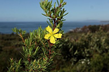 APII jpeg image of Hibbertia stricta  © contact APII