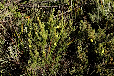 APII jpeg image of Hibbertia stricta  © contact APII