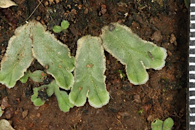 APII jpeg image of Riccia cartilaginosa  © contact APII