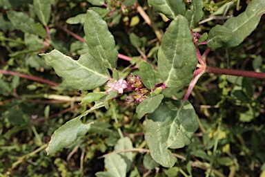 APII jpeg image of Zaleya galericulata subsp. australis  © contact APII