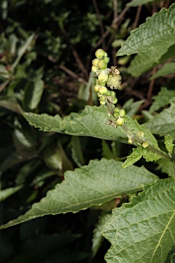 APII jpeg image of Adriana tomentosa var. tomentosa  © contact APII