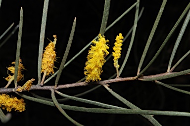 APII jpeg image of Acacia aptaneura var. tenuis  © contact APII