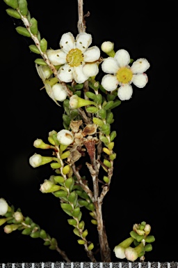 APII jpeg image of Micromyrtus hexamera  © contact APII