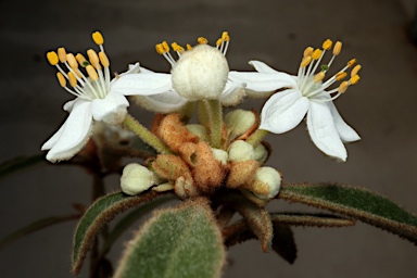 APII jpeg image of Asterolasia elegans  © contact APII