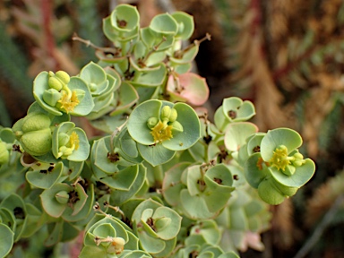 APII jpeg image of Euphorbia paralias  © contact APII