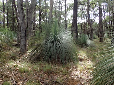 APII jpeg image of Xanthorrhoea semiplana subsp. tateana  © contact APII