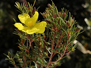 APII jpeg image of Hibbertia stricta  © contact APII