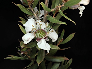 APII jpeg image of Leptospermum turbinatum  © contact APII