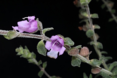 APII jpeg image of Prostanthera sp. Rowleys Creek (L.M.Copeland 4288)  © contact APII