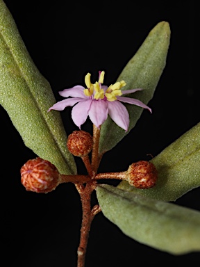 APII jpeg image of Phebalium speciosum  © contact APII