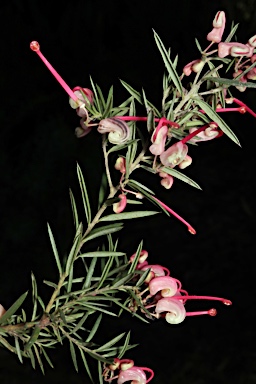 APII jpeg image of Grevillea rosmarinifolia 'Rocky Rolla'  © contact APII