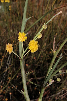 APII jpeg image of Acacia daviesioides  © contact APII