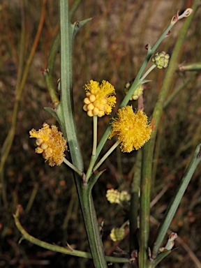 APII jpeg image of Acacia daviesioides  © contact APII