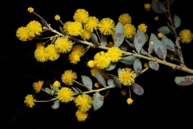 APII jpeg image of Acacia brachybotrya  © contact APII