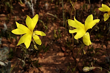 APII jpeg image of Goodenia pinnatifida  © contact APII