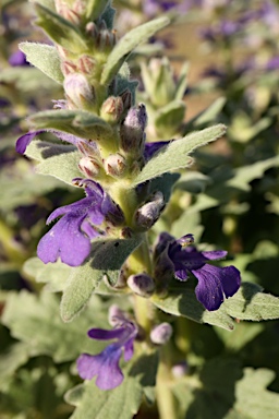 APII jpeg image of Ajuga australis  © contact APII