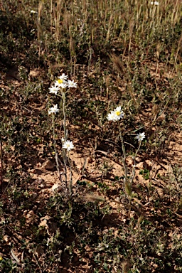 APII jpeg image of Rhodanthe corymbiflora  © contact APII