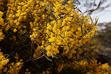 APII jpeg image of Acacia sclerophylla var. sclerophylla  © contact APII