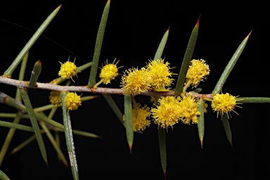 APII jpeg image of Acacia colletioides  © contact APII