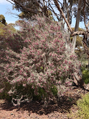 APII jpeg image of Eremophila oppositifolia  © contact APII