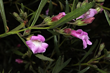 APII jpeg image of Eremophila complanata  © contact APII