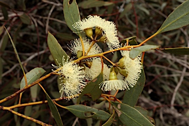 APII jpeg image of Eucalyptus incrassata  © contact APII