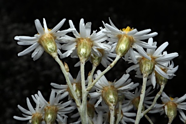 APII jpeg image of Rhodanthe corymbiflora  © contact APII