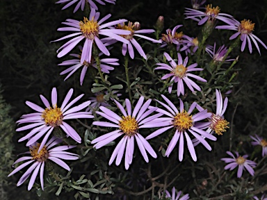 APII jpeg image of Olearia magniflora  © contact APII