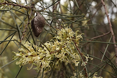 APII jpeg image of Hakea tephrosperma  © contact APII