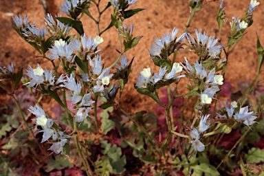 APII jpeg image of Limonium lobatum  © contact APII