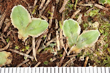 APII jpeg image of Riccia cartilaginosa  © contact APII