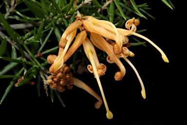 APII jpeg image of Grevillea juniperina subsp. sulphurea  © contact APII