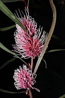 APII jpeg image of Hakea multilineata  © contact APII