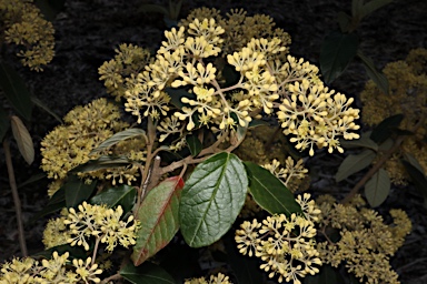 APII jpeg image of Pomaderris elliptica var. elliptica  © contact APII