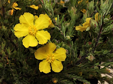 APII jpeg image of Hibbertia horricomis  © contact APII