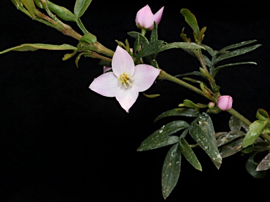 APII jpeg image of Boronia imlayensis  © contact APII