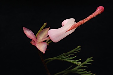 APII jpeg image of Grevillea involucrata  © contact APII